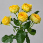 Жёлтая пионовидная роза Луна Трендсеттер